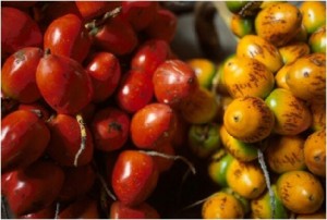 Pejibaye Peach Palm