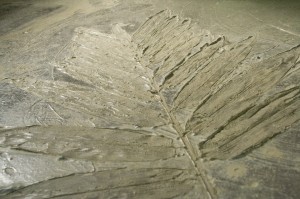 botanica organica floor 1