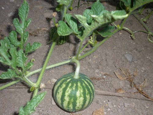Organic-watermelon