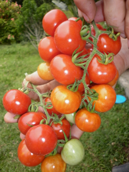 organic-vine-ripened-kidney-tomato